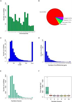 Profiling and Functional Analysis of Circular RNAs in Porcine Fast and Slow Muscles